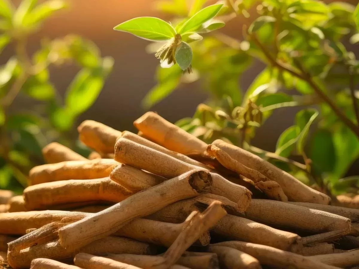 Les Bienfaits et Propriétés de l'Ashwagandha pour Votre Santé et Beauté